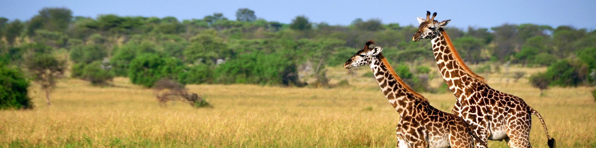Zwei Giraffen unterwegs in der Steppe von Kenia