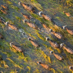Afrikas bestgehütetes Geheimnis – Camping-Safari