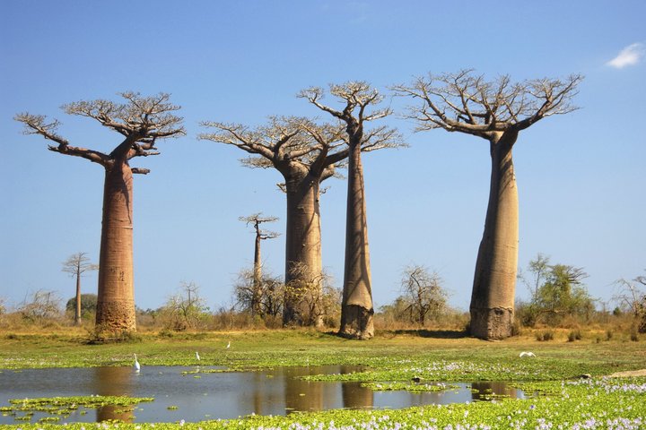 Vier mächtige Baobab-Bäume auf Madagaskar