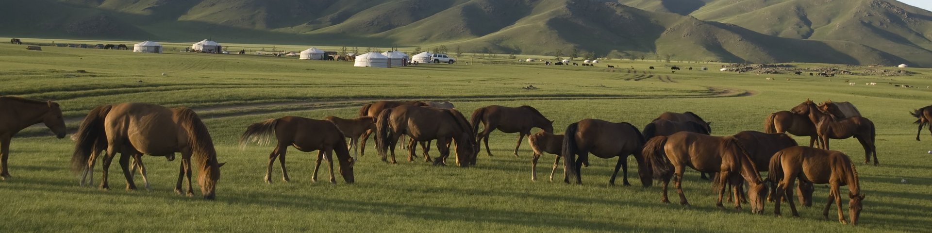 Pferdeherde bei einem Jurten Camp in der Mongolei