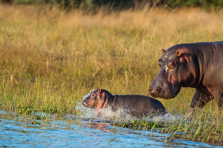 Eine Flusspferd Mutter mit ihrem Jungen am Wasser in Malawi
