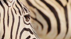 Nahaufnahme eines Zebras mit seiner wunderschönen Musterung 