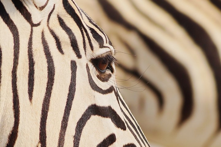 Nahaufnahme eines Zebras mit seiner wunderschönen Musterung 