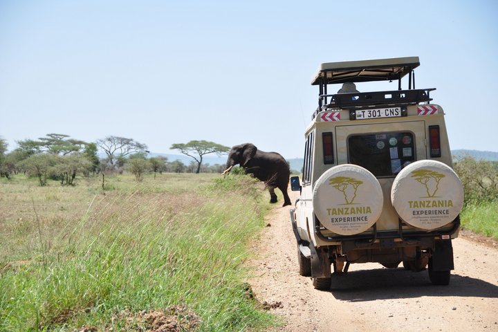 Tanzania-Experience Safari-Auto mit Elefant Tanzania-Experience Safari-Auto mit Elefant