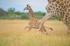 Eine kleine und eine grosse Giraffe im Gras in Botswana
