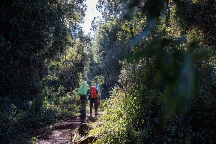 Im Regenwald beginnt das Trekking zum Kilimanjaro