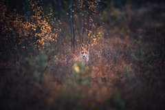 Fuchs im Wald in Lappland
