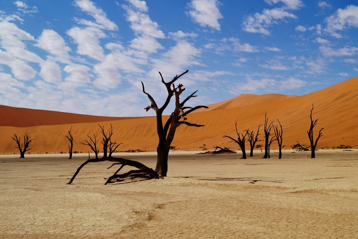 Baumgerippe in der Wüste in Namibia