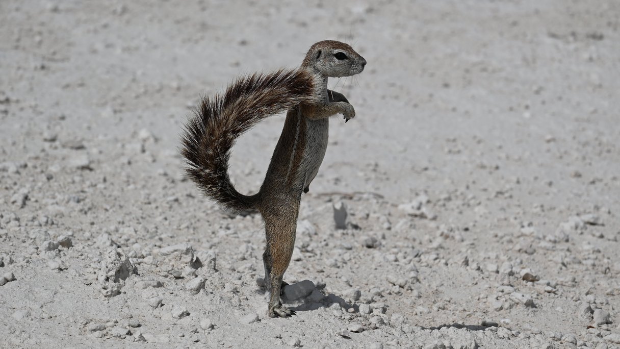 Erdhörnchen