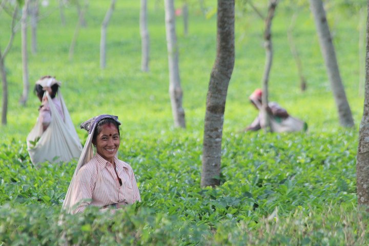 Frauen pflücken Tee in einem grossen Teefeld in Sikkim