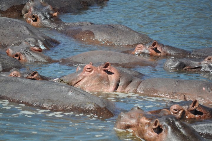 Mehrere Flusspferde im weissen Nil in Uganda.