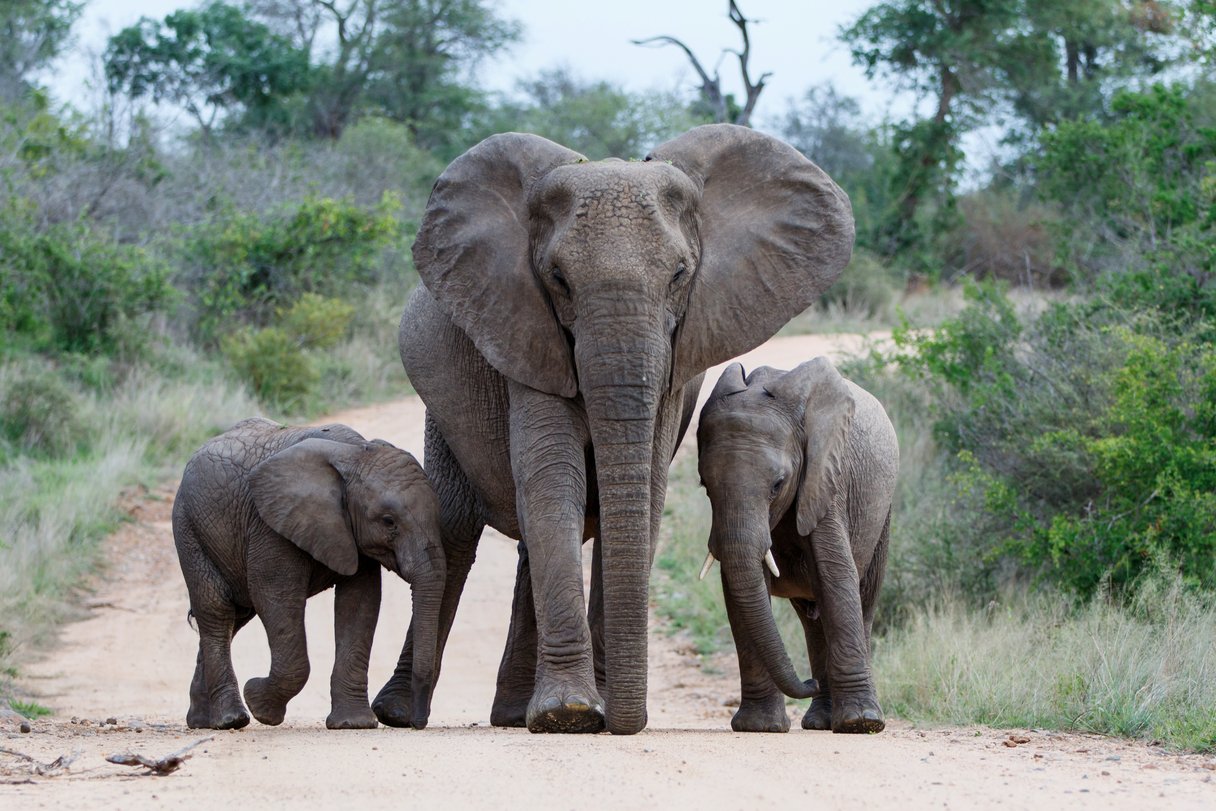 Elefantenmutter mit zwei Jungen auf einer Strasse im Krüger Nationalpark