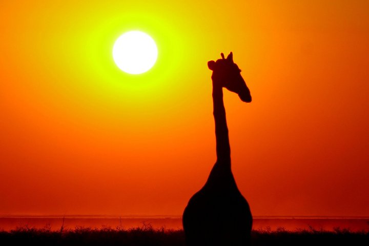 Die Silhouette einer einzelnen Giraffe bei Sonnenuntergang