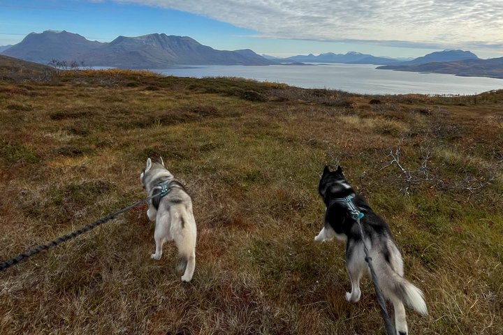 Mit zwei Huskies unterwegs im Fjell von Norwegen