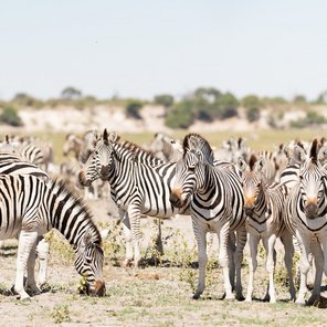 Die Baobab-Tour – Auserlesene Lodge-Safari Die Baobab-Tour – Auserlesene Lodge-Safari