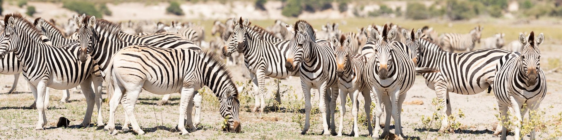 Herde Zebras Herde Zebras in Savanne