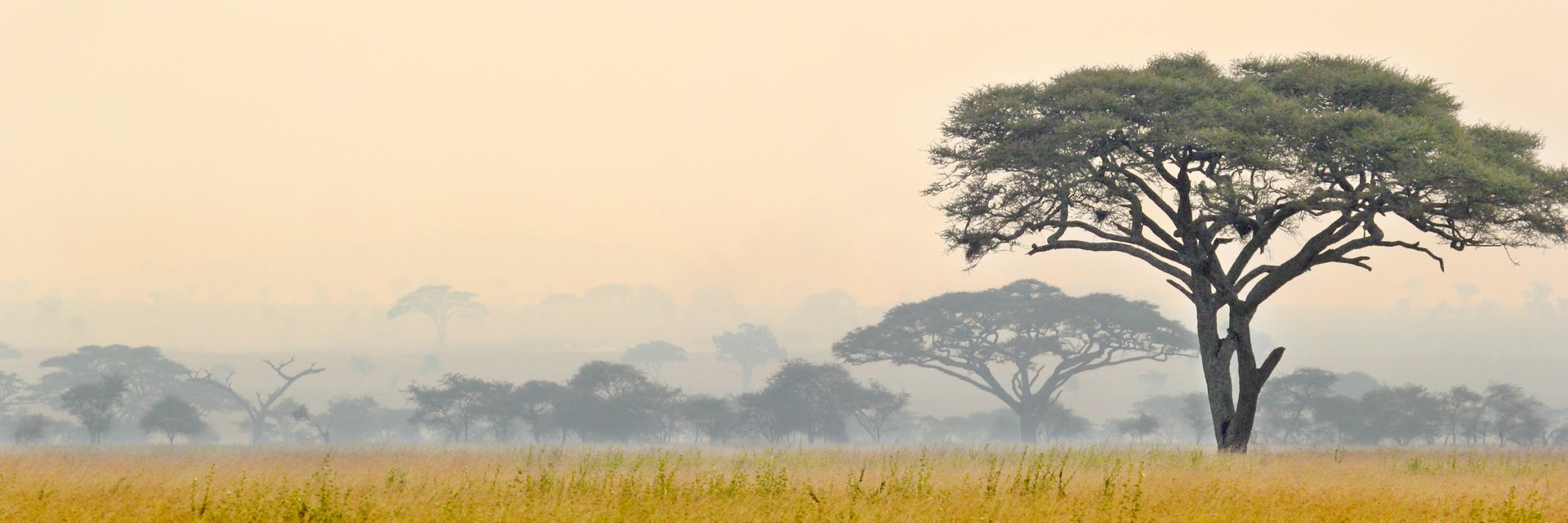 Die Savanne mit Gras und einzelnen Bäumen im Serengeti Nationalpark Tansania