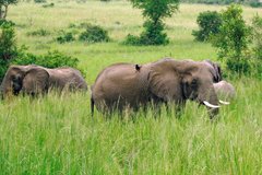 Elefanten im hohen Gras in Uganda