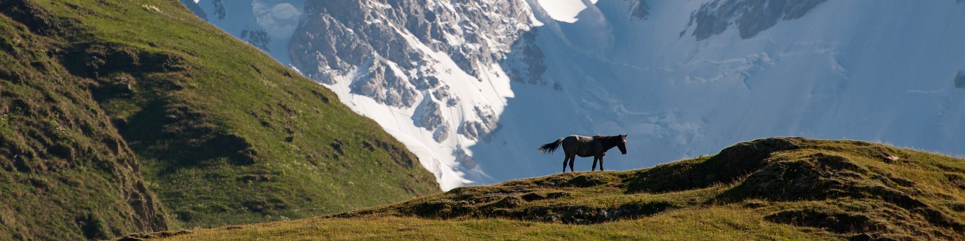 Einsames Pferd vor dem mächtigen Schchara in Georgien