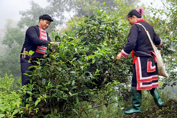 Bei den Teebäuer*innen im Norden Vietnams