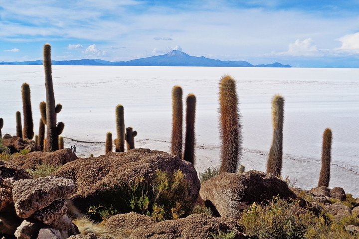 Salar de Uyuni mit Kakteen Salar de Uyuni mit Kakteen in Bolivien