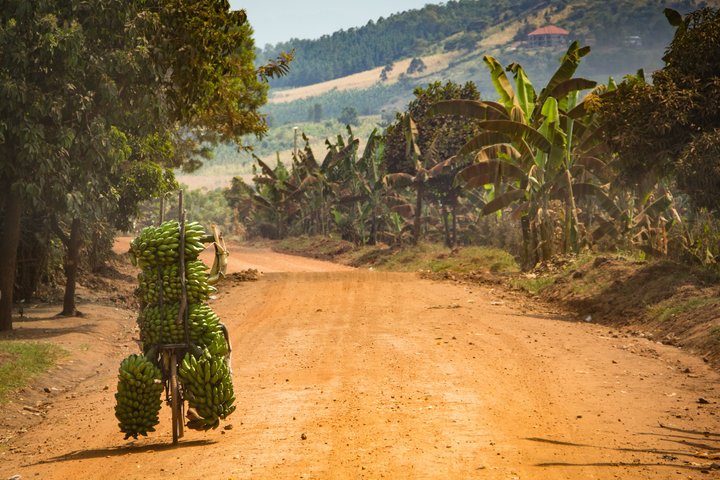 Bananentransport in Uganda
