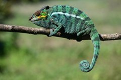 Chamäleon auf Madagaskar