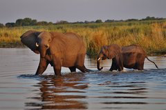 Zwei Elefanten im Wasser