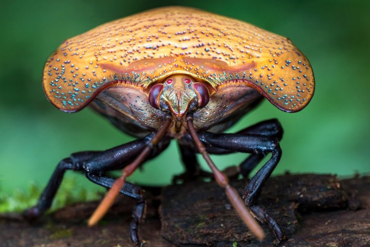 Explora-Vortrag Borneo - Faszination Regenwald