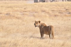 Ein einzelnes Löwenweibchen in Namibia