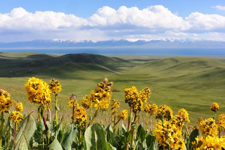 Gelb blühende Blumen und dahinter Ausblick auf Grashügel in Kirgistan