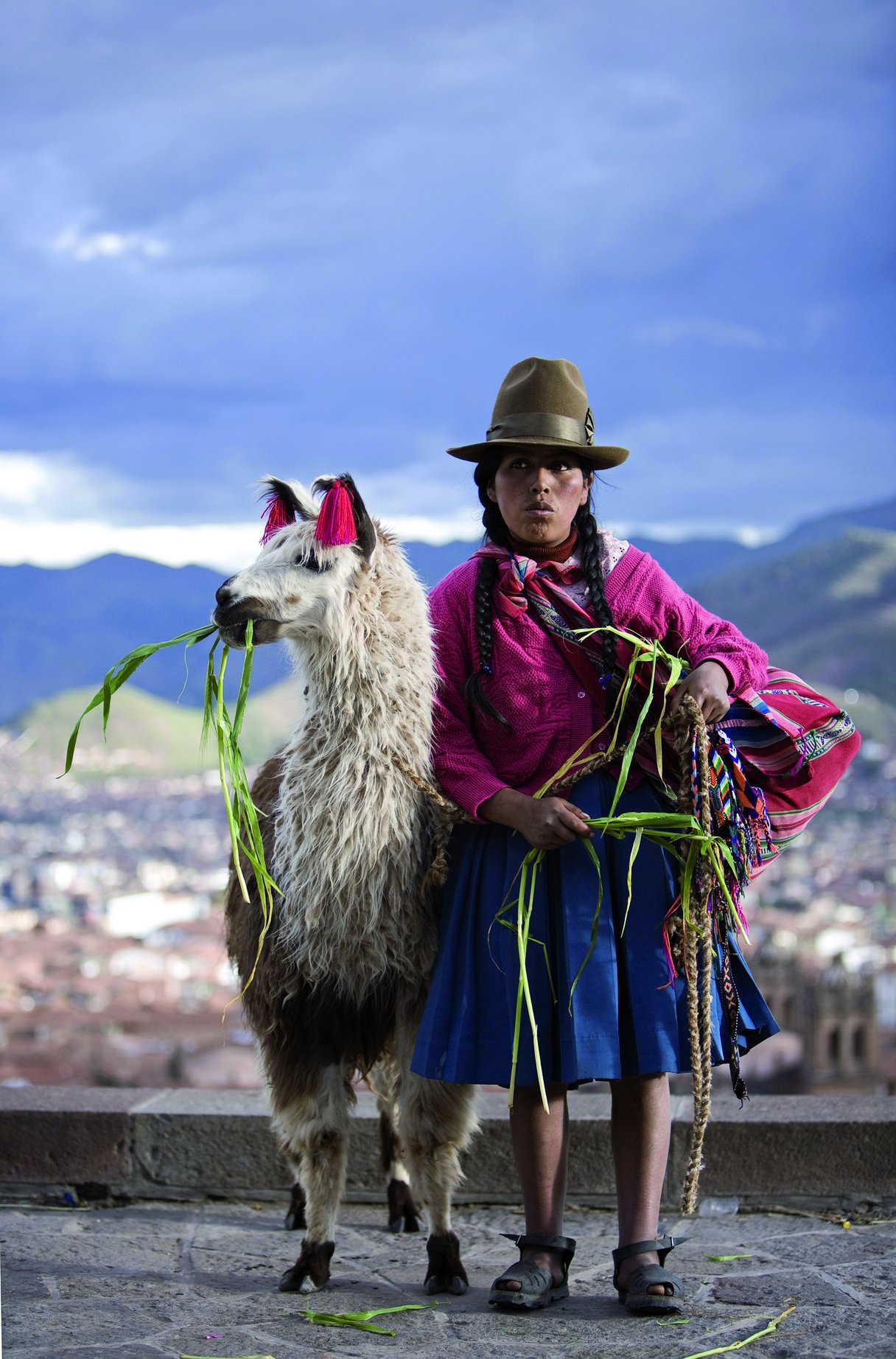 Lama - Cuzco, Peru