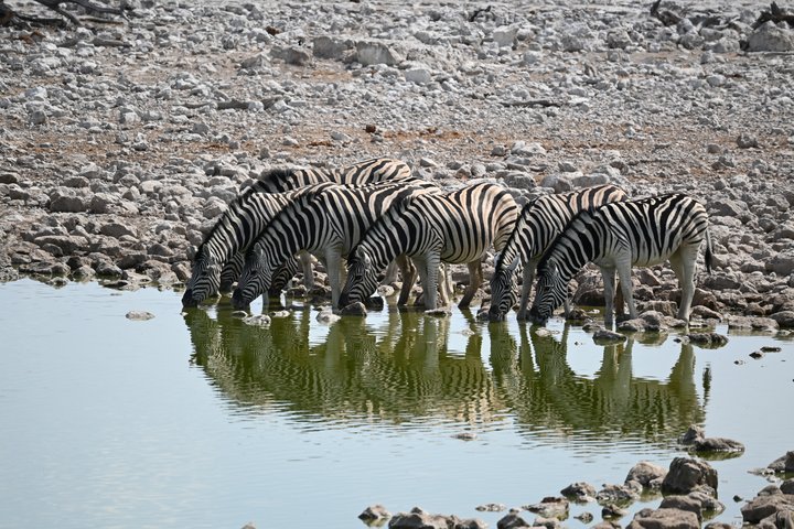 Zebras am Wasserloch
