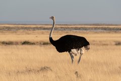 Einzelner Strauss geht durchs Gras im Etosha Nationalpark in Namibia