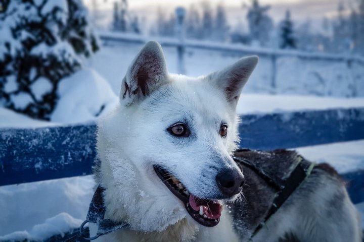 Husky in Lappland