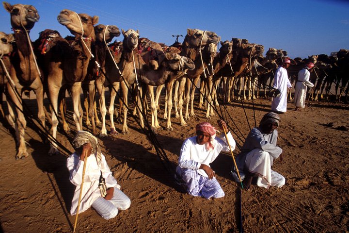 Einheimische mit vielen Kamelen im Oman