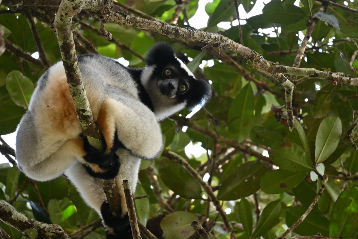 Indri Indri