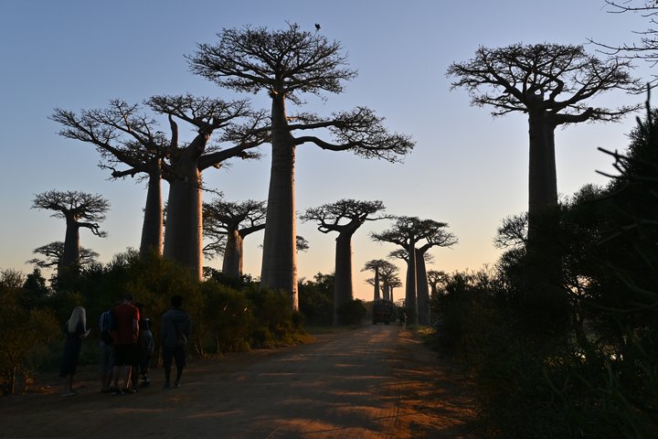 Sonnenaufgang bei der Baobab-Allee