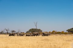 Elefantenherde im Hwange NP