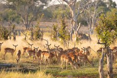 Herde Antilopen im Mababe Private Reserve