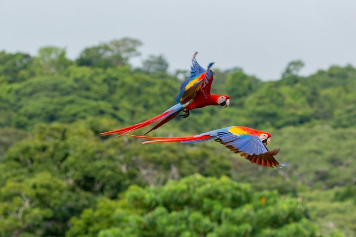 Wilde Tieren in Costa Rica