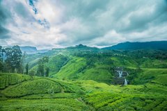 Mit Teefelder bedeckte Hügel in Sri Lanka
