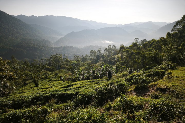 Wanderung neben Teeplantage Richtung Bwindi NP Wanderung neben Teeplantage Richtung Bwindi NP