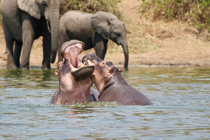 Zwei Flusspferde im Kazinga-Kanal in Uganda.