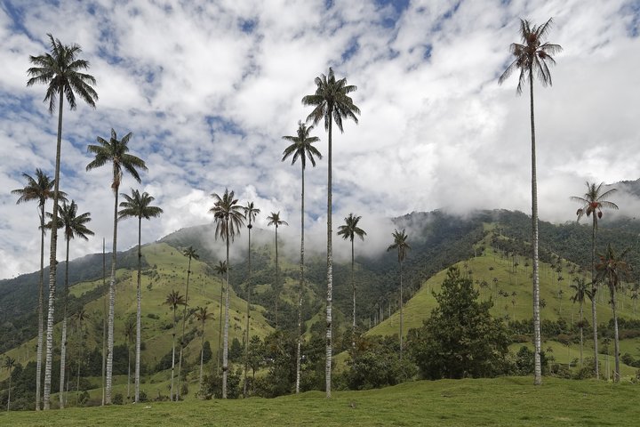 Wachspalmen im Cocora-Tal - Kolumbien
