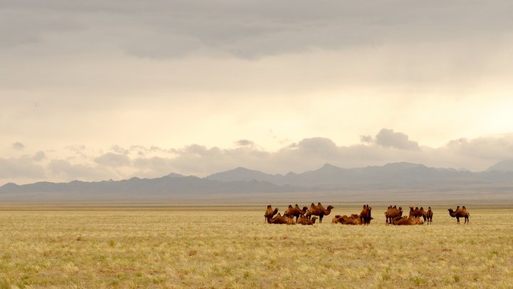 Kamele in der Wüste Gobi in der Mongolei