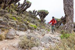 Wanderer auf dem Abstieg durch Senezien am Kilimanjaro