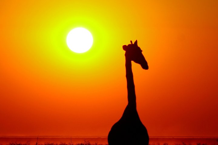 Einzelne Giraffe bei Sonnenuntergang
