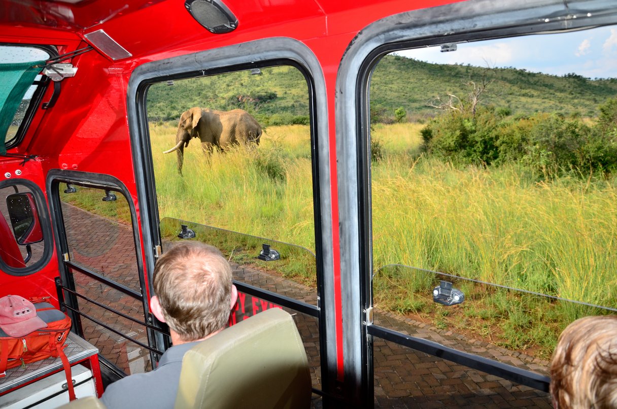 Elefant aus dem Safari-Fahrzeug beobachten