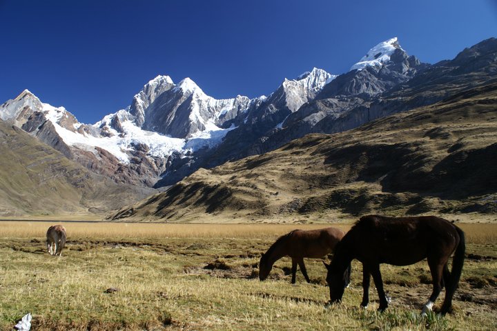 Ebene mit Pferden und Schneebergen im Hintergrund
